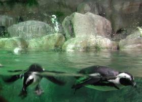 Penguins swimming
