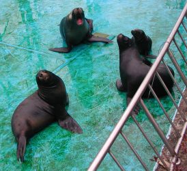 Walrus chorus