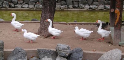 Gaggle of geese