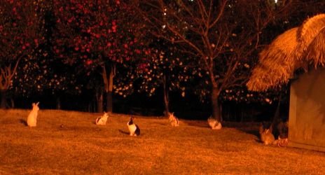 Rabbits at Dongbaek Park