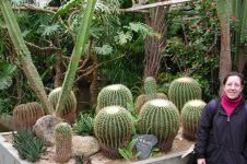 Cactus plants in greenhouse