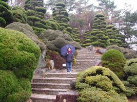 Stairs through sculpted trees and bushes in Geumgang Park