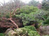 Contorted leafless trees at Geumgang Park