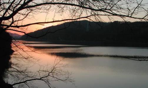Sunset on the river with overhanging tree branches
