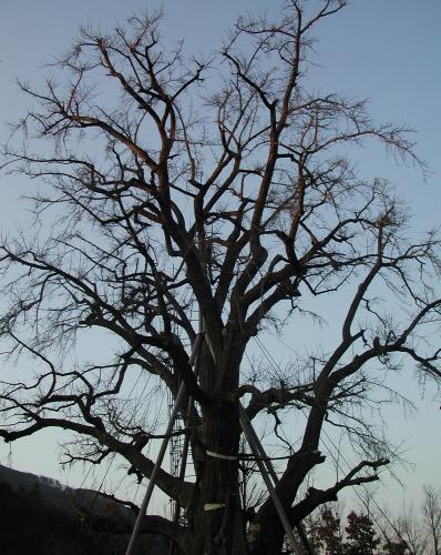 Giant Ginkgo tree at Yonggieri