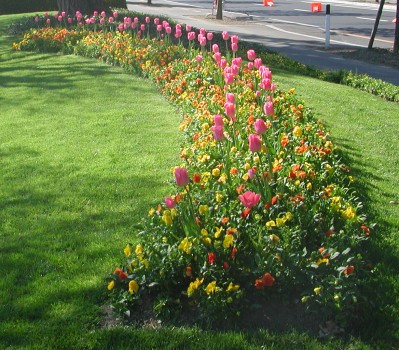 purple tulips