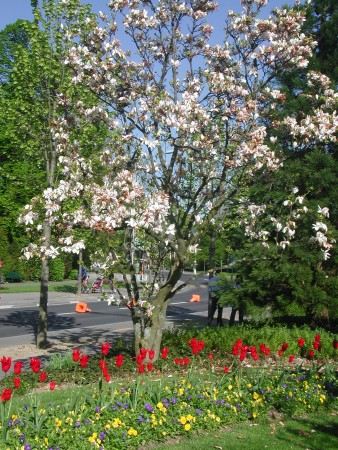flowering tree