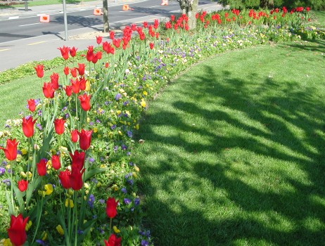 red tulips