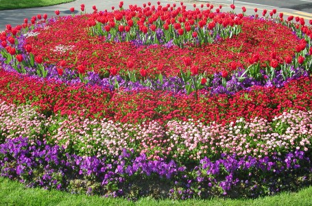 flowerbed