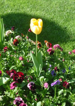 yellow tulip