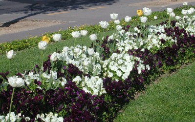 white ulips