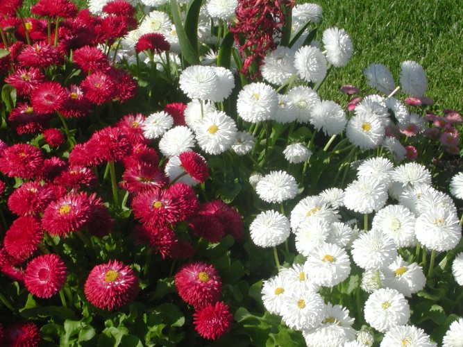 flowers close-up