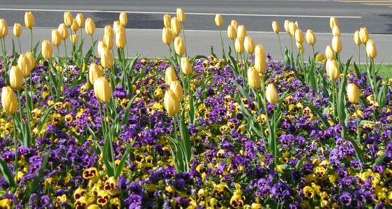 yellow tulips