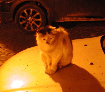 the cat