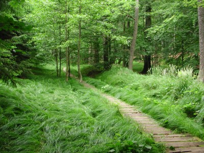 Grassy forest with boardwalk