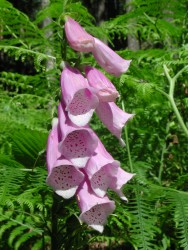 Purple bell-shaped flowers