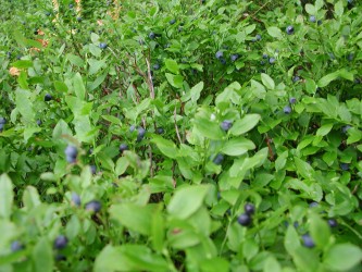 Wild blueberries