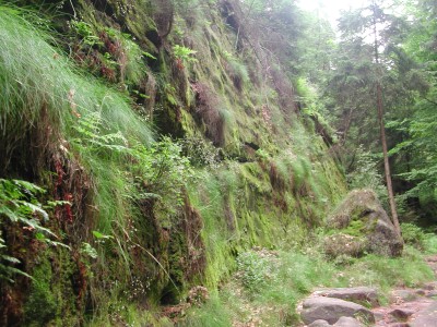 Cliff with grass and moss