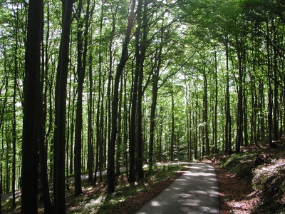 Forest road