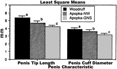 penis necktie